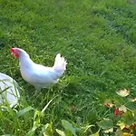 Vendégház Majatalo Myotatuuli
