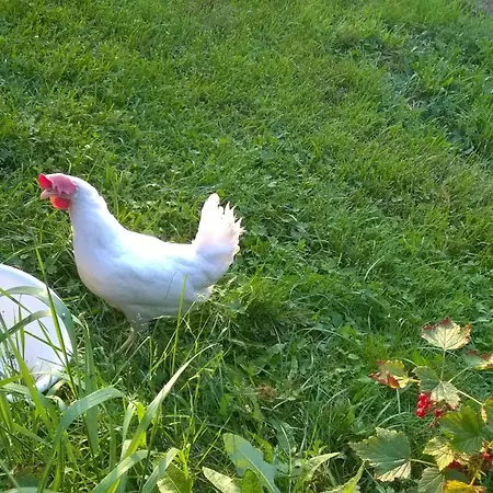 게스트하우스 Majatalo Myoetaetuuli